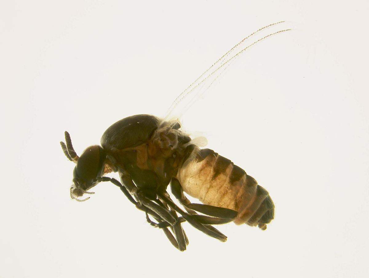 Black flies are also known as buffalo gnats or turkey gnats.