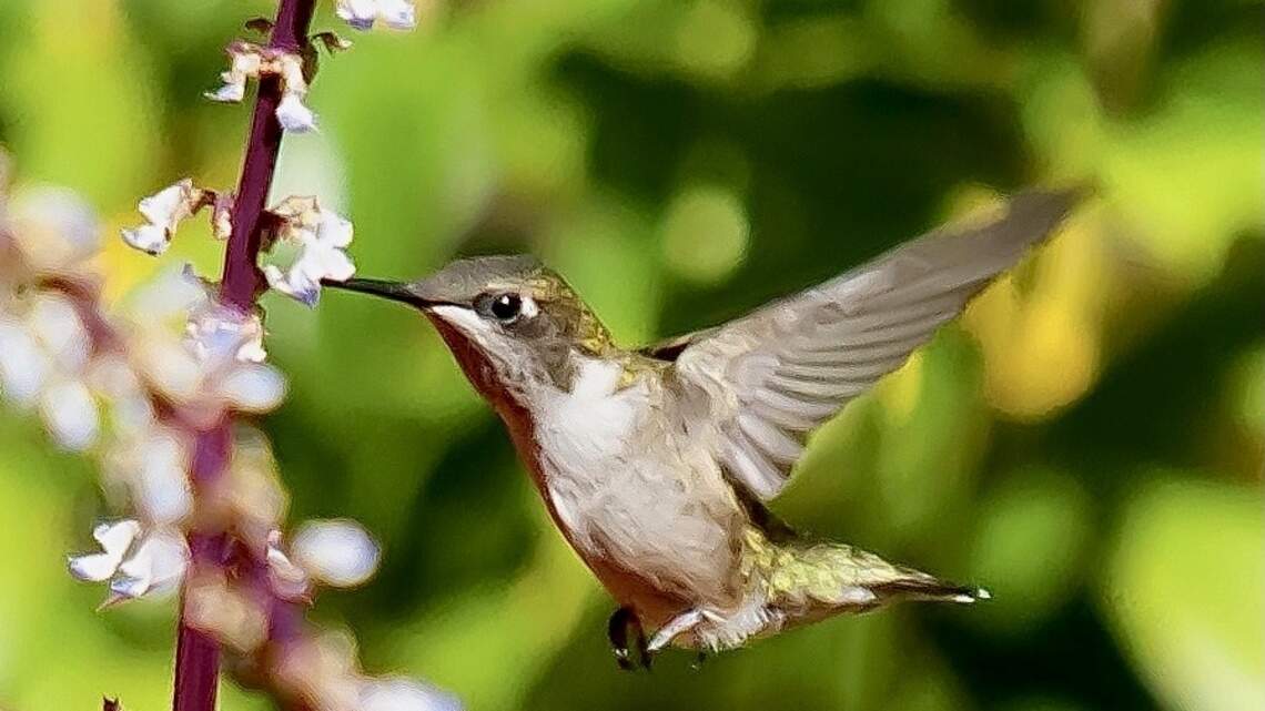 Hummingbird migration is peaking in Columbus. How to make the most of it