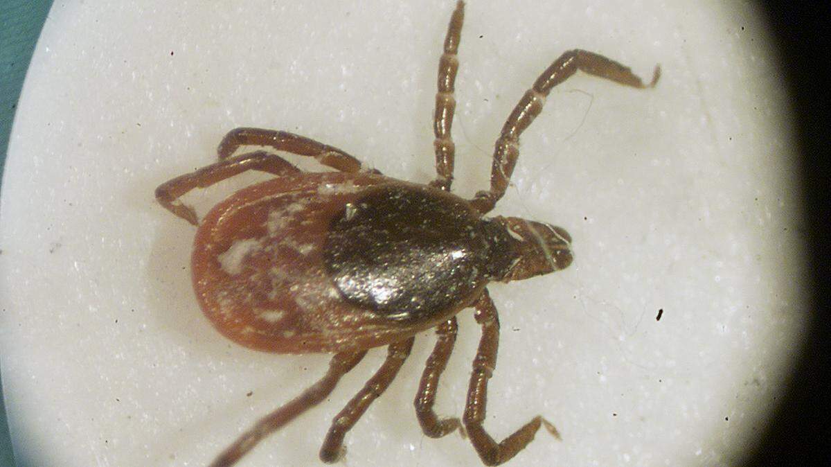 A Mississippi mom was frightened when her 5-year-old daughter could not stand or speak when she was woken up from school one morning. The girl had a tick on her head. Doctors later diagnosed her with a rare condition called tick paralysis.