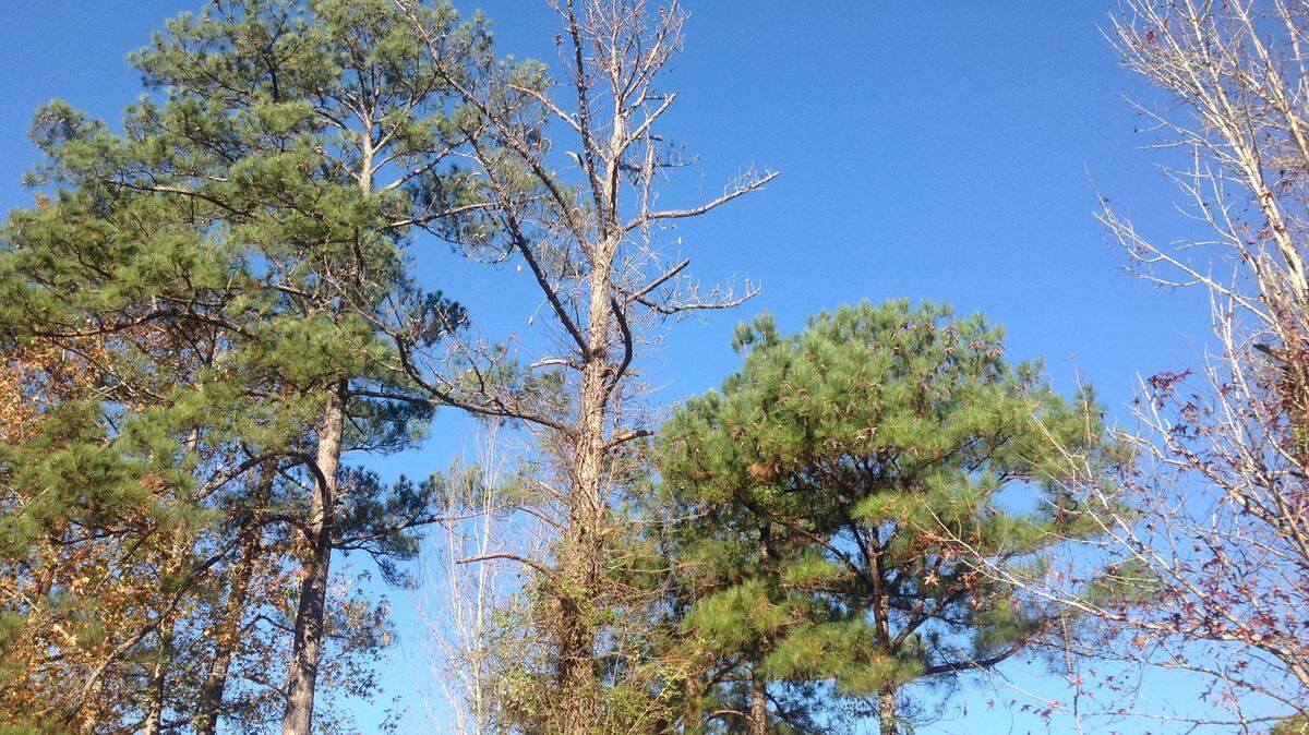 Mike Owen/mowen@ledger-enquirer.comThis dead tree beside Cooper Creek Park, if it poses a threat to the public, will have to come down, one way or another.