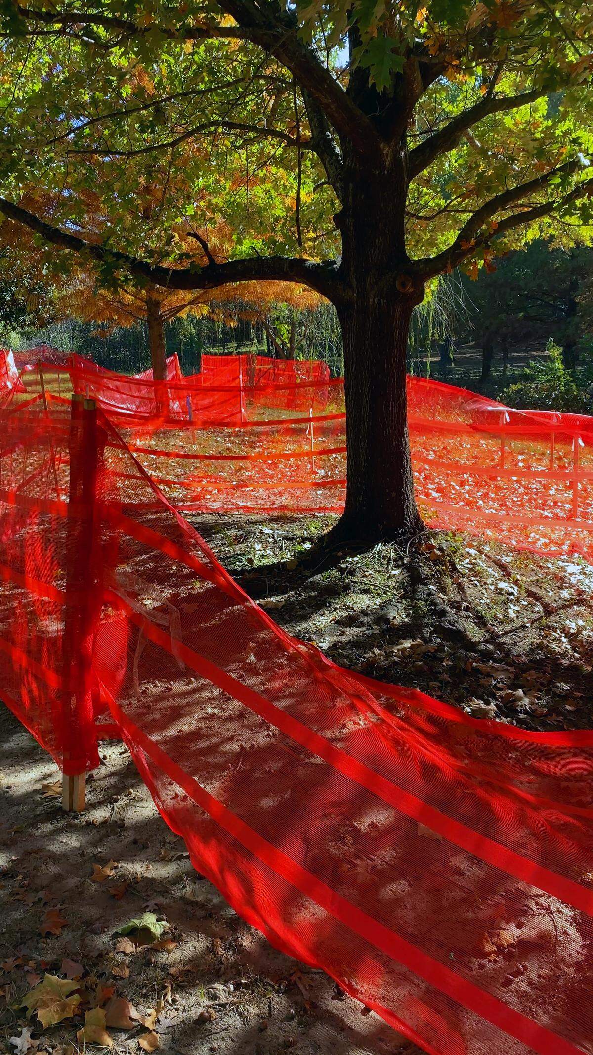 This park was designed to retain all healthy trees.