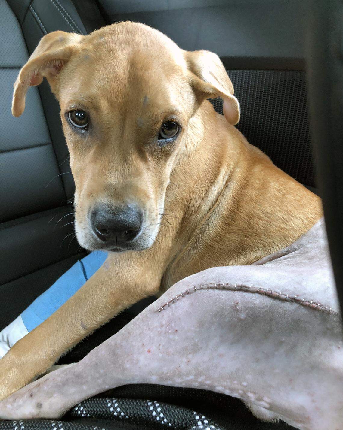 Columbo is on his way to live with Maine resident Andrea Shaw and her family.