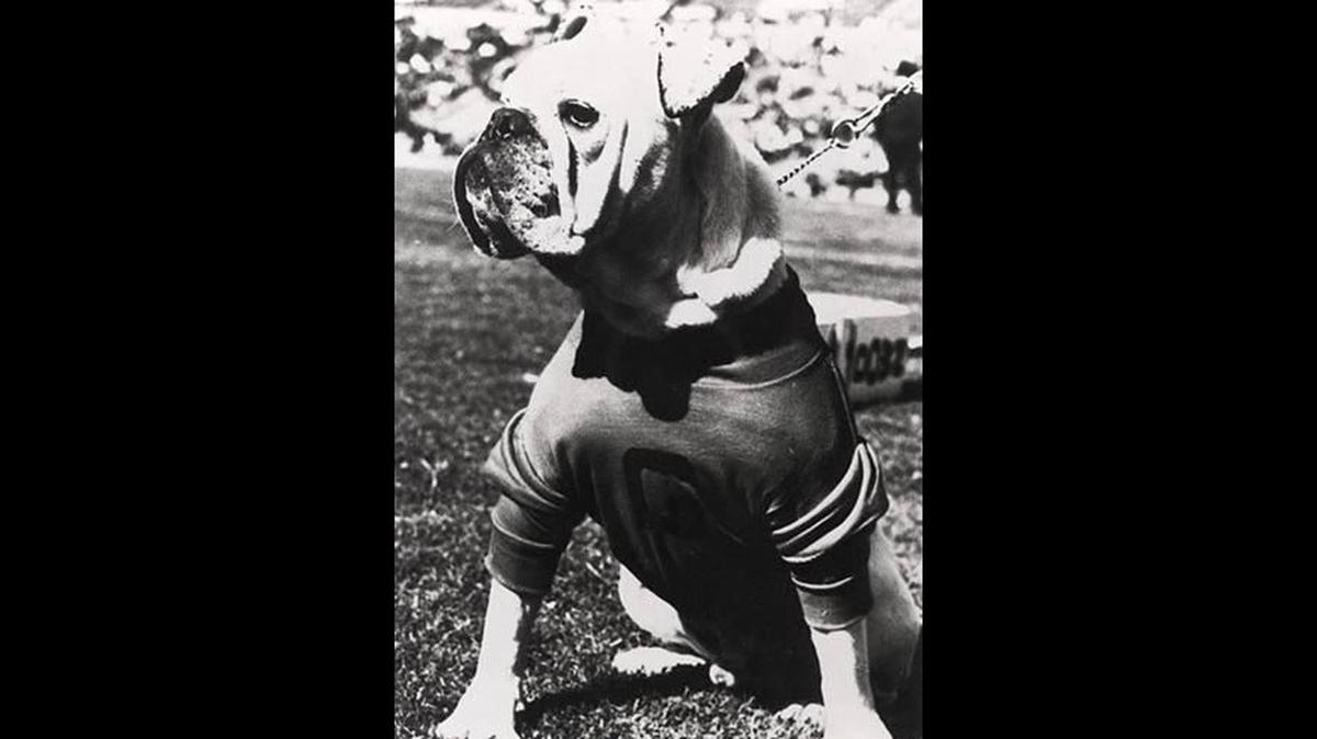 The first Uga, originally known as Hood’s Ole Dan, was born in Columbus and given to the Seiler family. The next Uga, Boom, will be presented to the Georgia faithful at a ceremonial collaring Saturday.