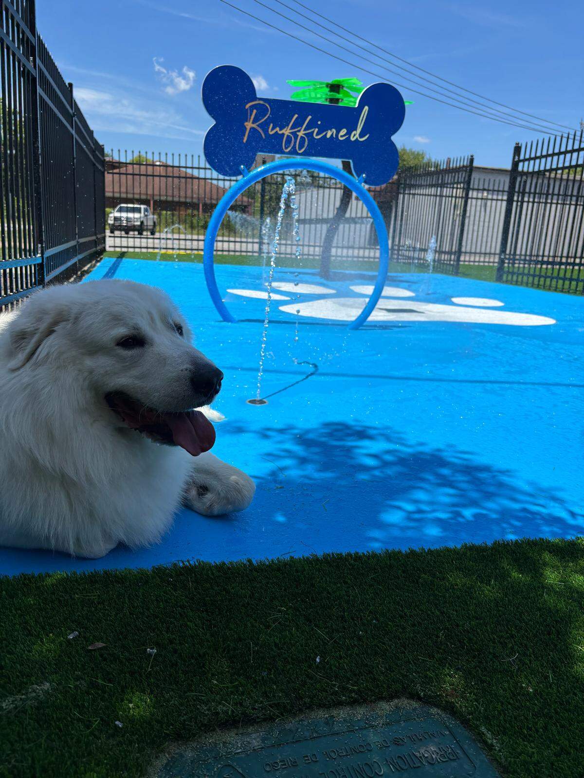 Sidon, a two-year-old Great Pyrenees, was the inspiration behind Ruffined Pet Wellness Club, opening in Columbus on September 25.
