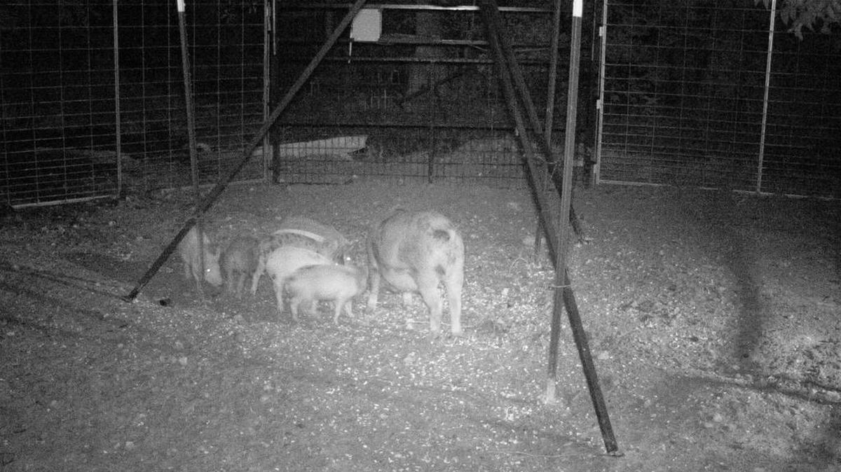 Wild hogs feed in a trapping system during May roundup in Columbus by Jager Pro Hog Control Systems.