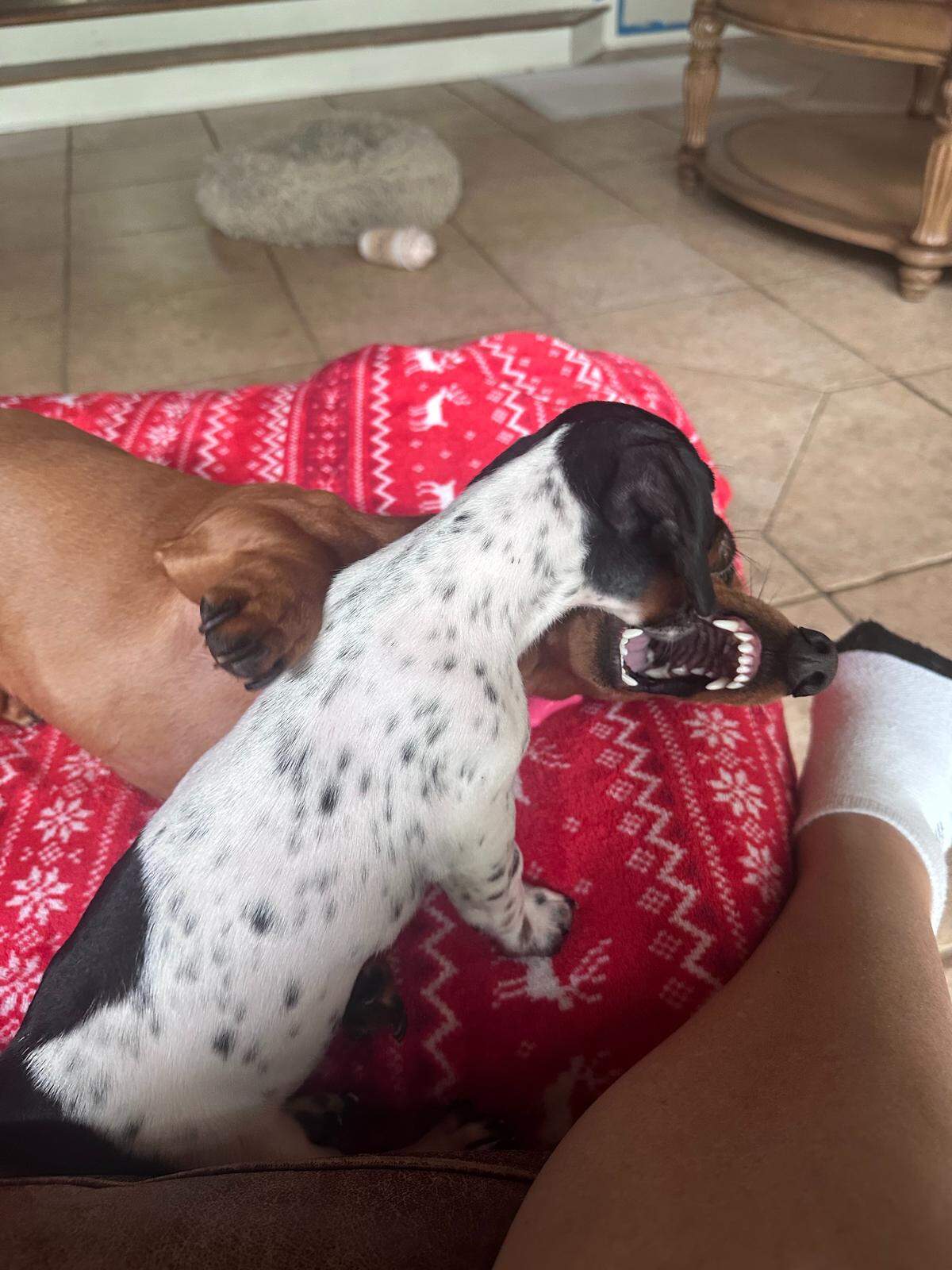 Best friends forever, Pickles and Dash are quite the pair. 