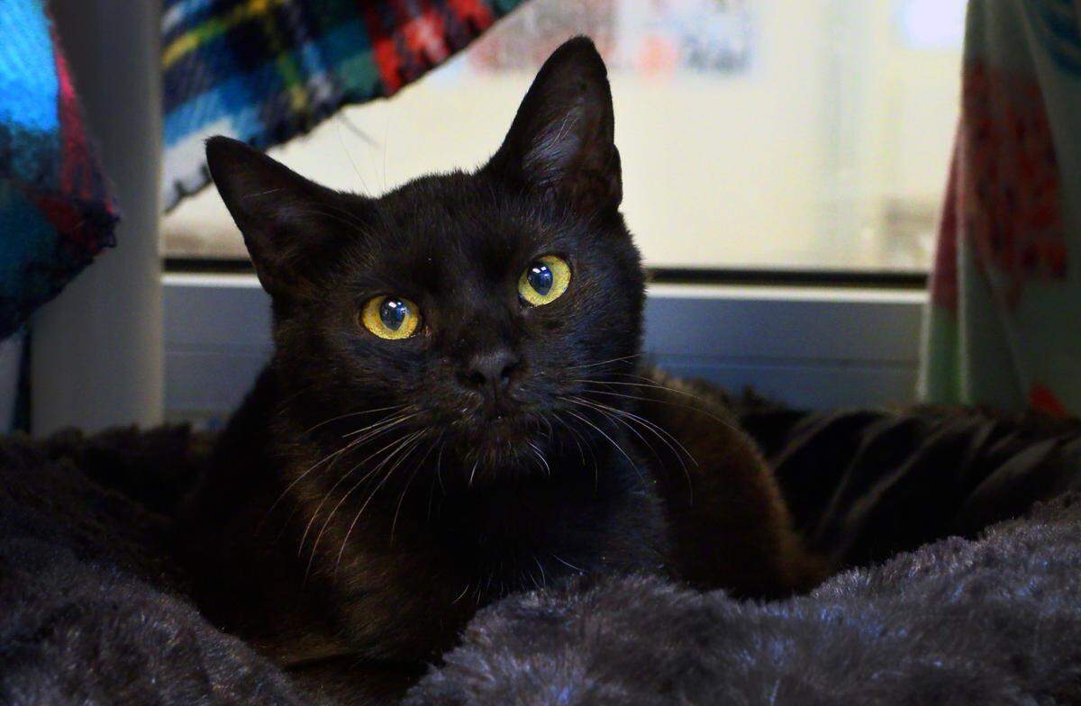 Columbus Council approved a three-year contract for PAWS Humane Society, a nonprofit organization, to take over management of the Columbus Animal Care & Control Center on Feb. 1, 2025. 01/29/2025