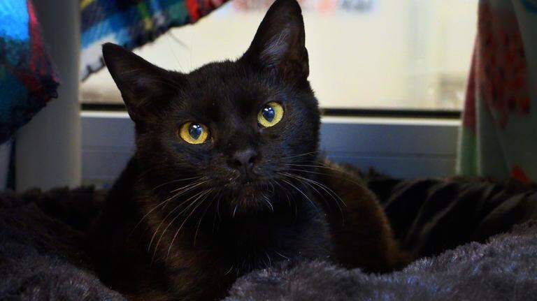 1 year after Paws took over Columbus animal control, how have they done?