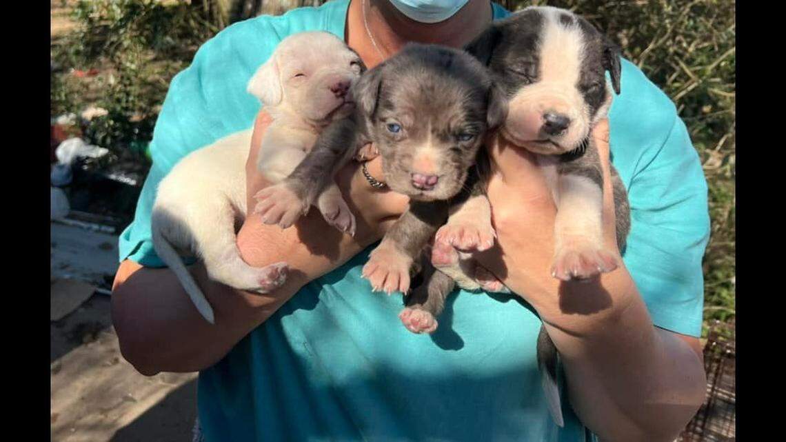 Two Alabama men are facing multiple counts of animal cruelty, after a property a “hoarding” investigation found 115 dogs at an home in Walker County.
