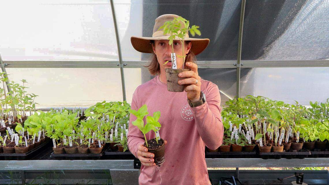 MercyMed of Columbus is hosting its first Plant Party on April 17, 2026, from 9 a.m. to 1 p.m., at MercyMed Farm, at the corner of 38th Street and Second Avenue in Columbus. The Plant Party will include local vendors with items for sale, plant giveaways, free hands-on workshops and a plant sale. “We wanted to, set up a day where people could learn how to grow their own garden, how to make a healthy plate, how to bring in beneficial insects,“ MercyMed farmer Keith Sims told the Ledger-Enquirer. “These are all questions that we get daily.”