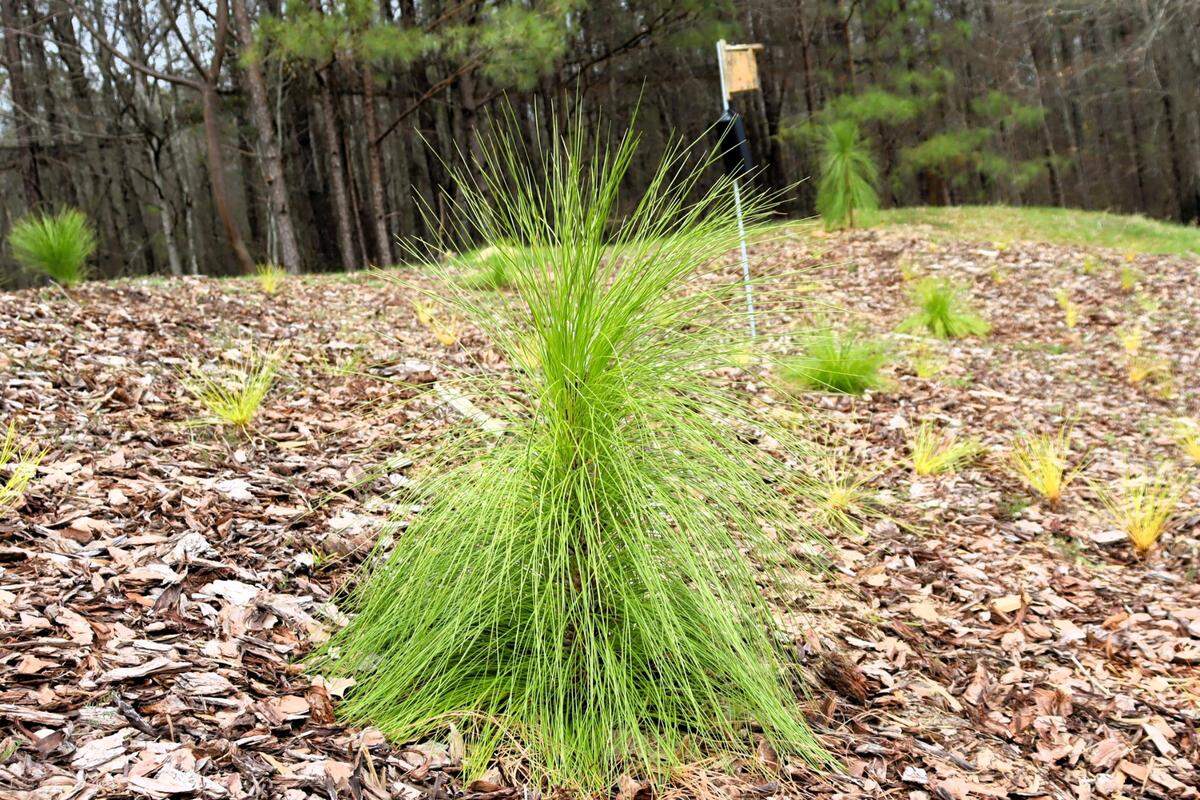 A baby longleaf pine tree. One of several in the new pine grove made through a partnership with The Nature Conservancy. March 2025