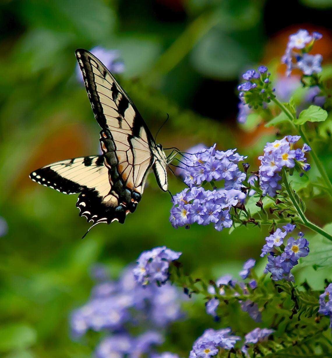 Tiger swallowtails, a beneficial butterfly, are common in North Carolina.