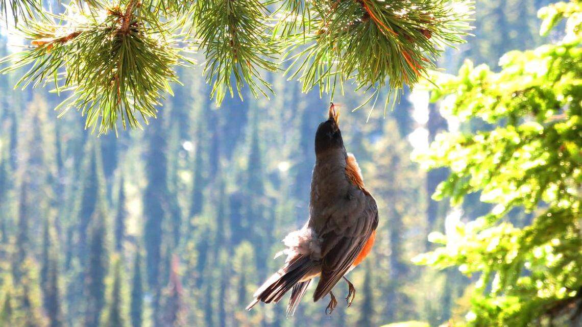 What Do the Bird Mean in the Forest: Unveiling Nature’s Secrets