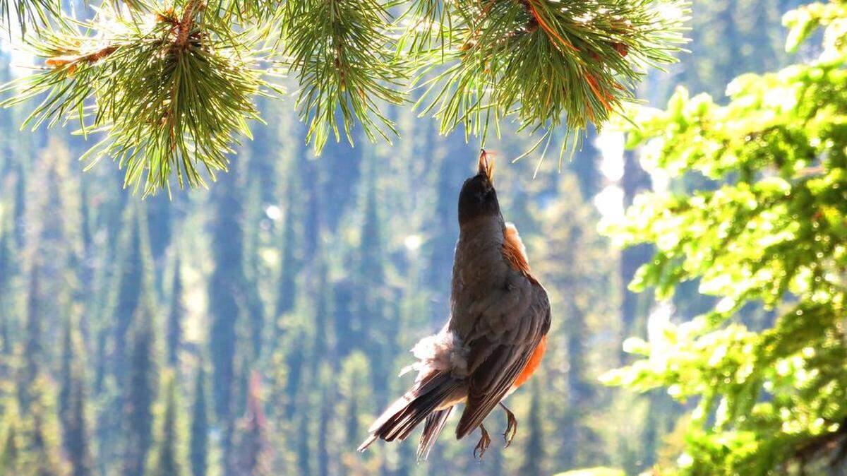 A dead robin hangs by a fishing line in Montana.