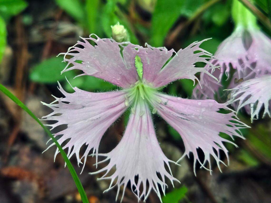 Fringed champion (saline), is what helped the Georgia Department of Natural Resources receive a $5 million dollar grant to acquire 9,000 acres which they are calling the Upatoi Ravines Natural Area. The state is buying it from timber company PotlatchDeltic for a total of $29 million.
