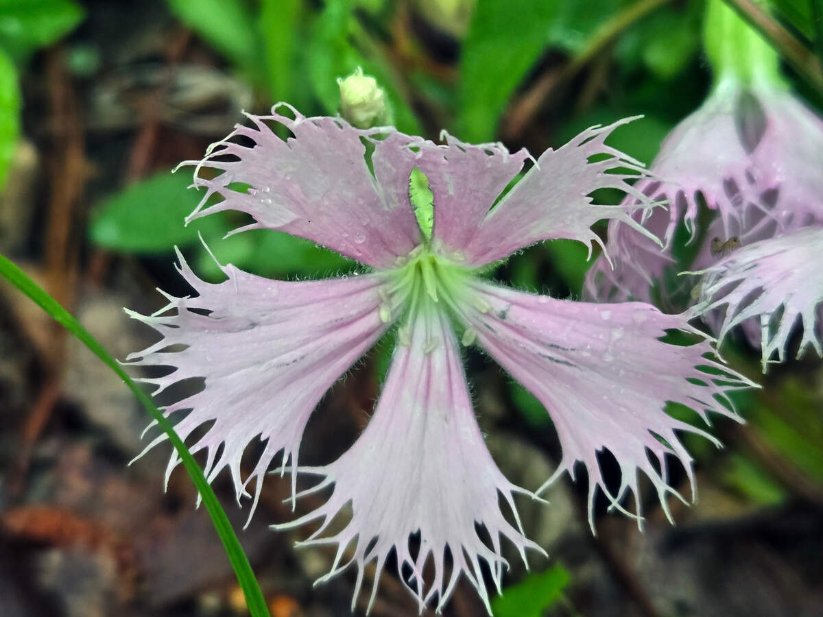 Fringed champion (saline), is what helped the Georgia Department of Natural Resources receive a $5 million dollar grant to acquire 9,000 acres which they are calling the Upatoi Ravines Natural Area. The state is buying it from timber company PotlatchDeltic for a total of $29 million.