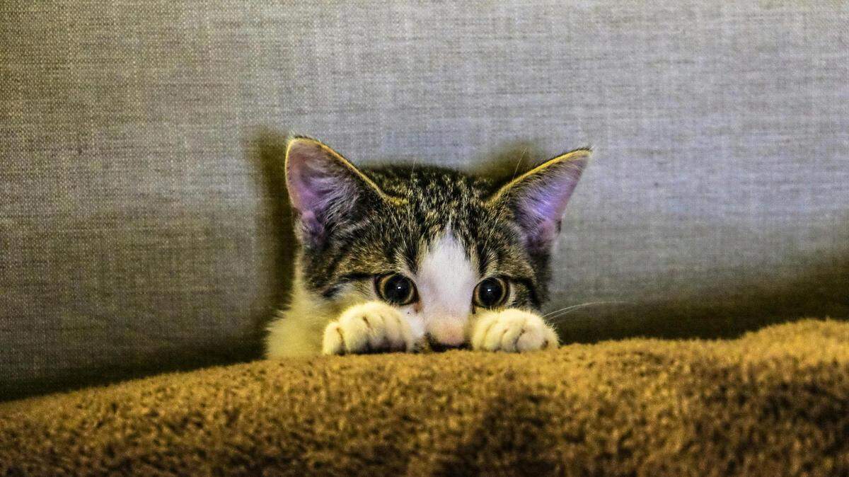 Which cat is the cutest. Vote in the first round now.