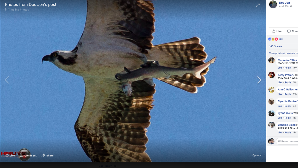 Photographer Doc Jon captured a photo of an osprey carrying a small shark in its talon in Florida. But in the shark's mouth was an even smaller fish. Jon called it his best photo ever and a 'one in a trillion' shot.