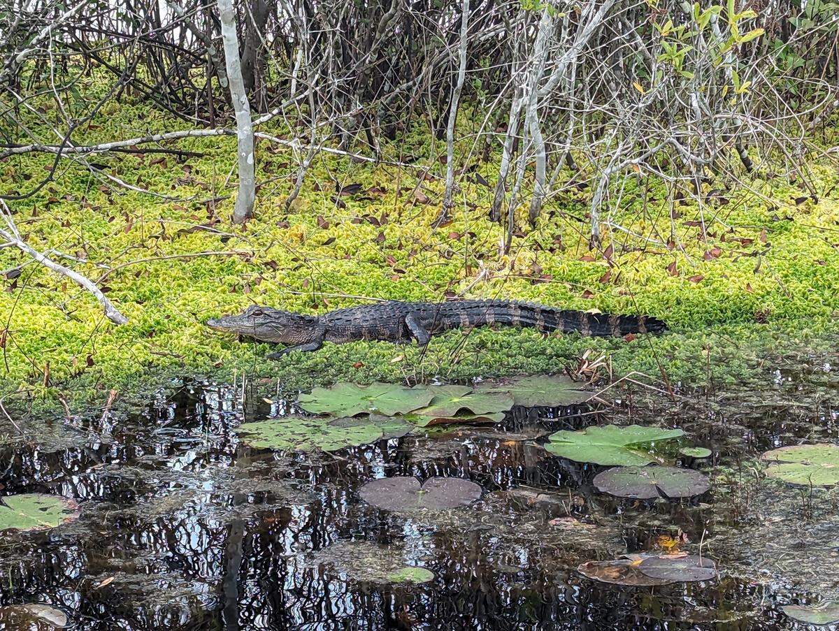 Young alligator in the Okefenokee Wildlife Refuge swamp in southern Georgia.