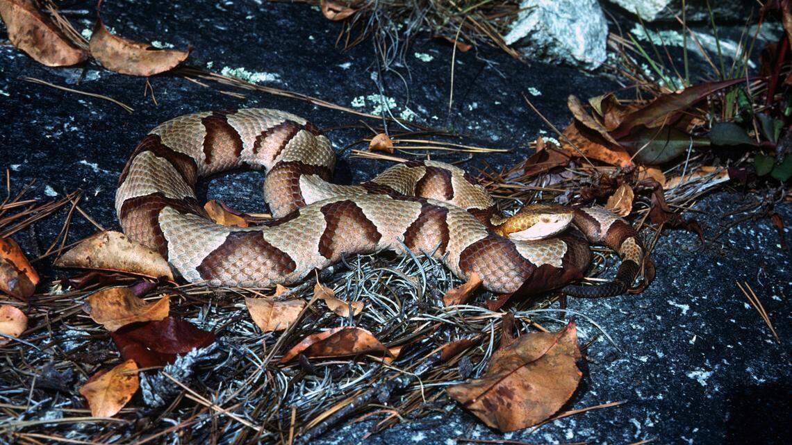 The copperhead is the most common venomous snake in South Carolina.