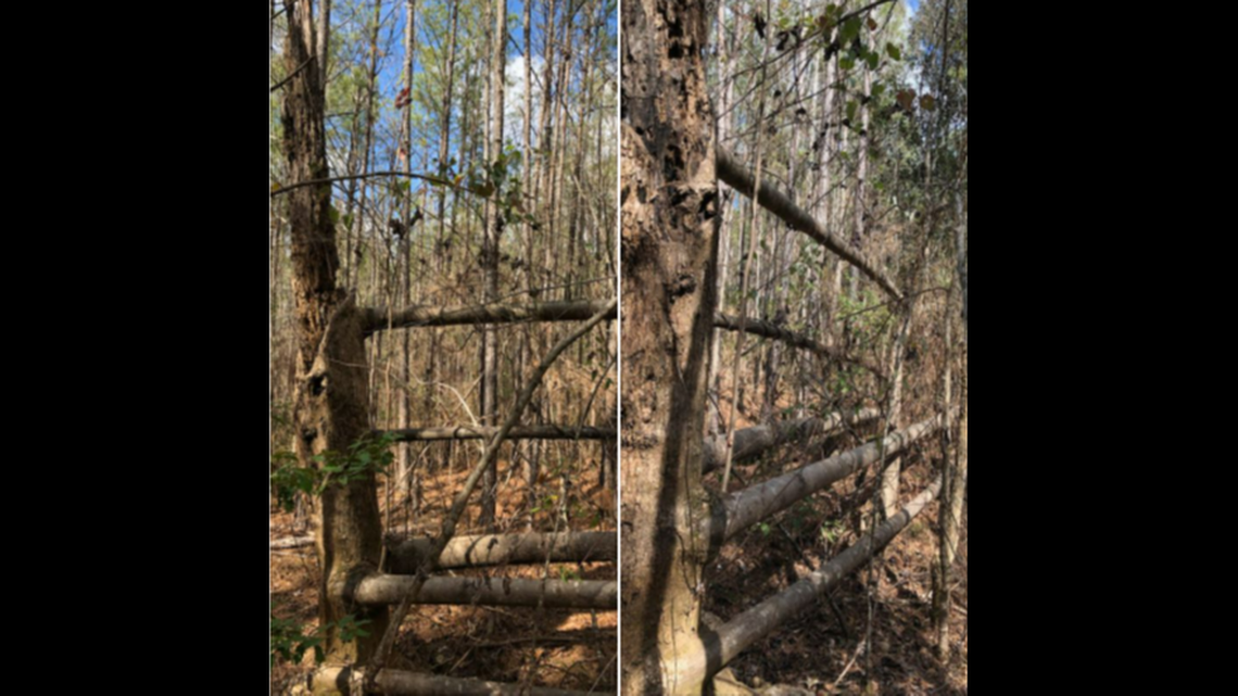 Alabama forestry experts have a theory for how this tree appeared to grow a set of fence rails.