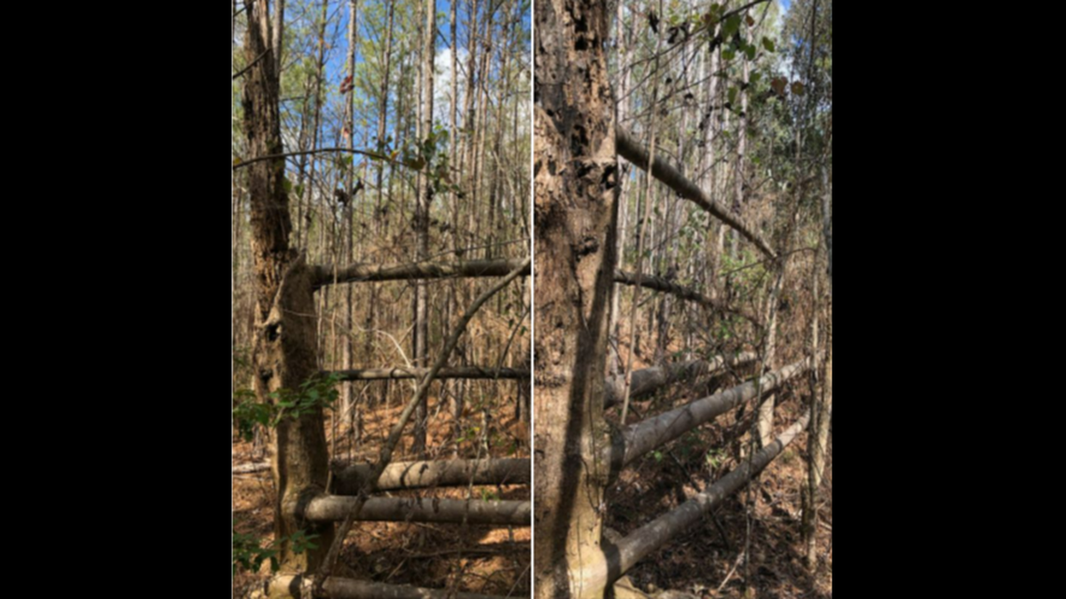 Alabama forestry experts have a theory for how this tree appeared to grow a set of fence rails.