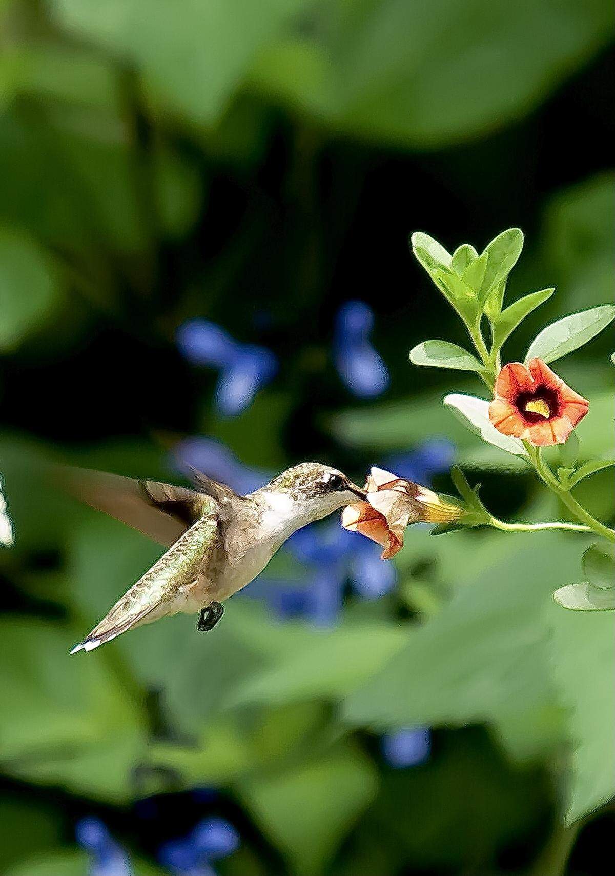 A ruby-throated hummingbird found the Superbells Tangerine Punch calibrachoa at The Garden Guy’s house to his liking, including spending extra time on an old blossom.