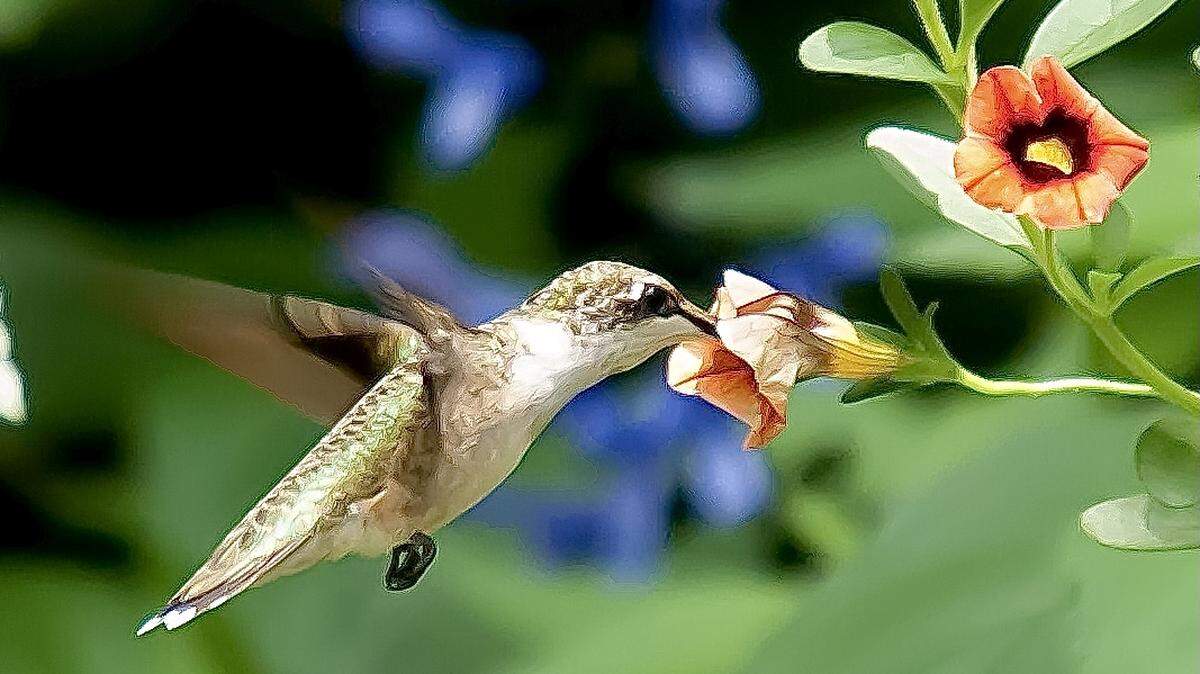 A Ruby-throated Hummingbird found the Superbells Tangerine Punch calibrachoa at The Garden Guy’s house to his liking, including spending extra time on an old blossom.