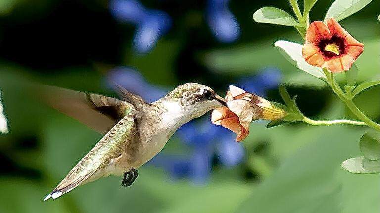 Hummingbirds are making their way back to GA soon. Here’s how to prepare & when to put out feeders.