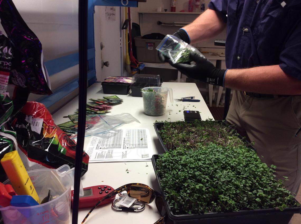 Crawford Land, founder of local urban farm Bromatoes, cuts and bags microgreens to be taken to a midtown restaurant, Wicked Hen, on May 1, 2019.