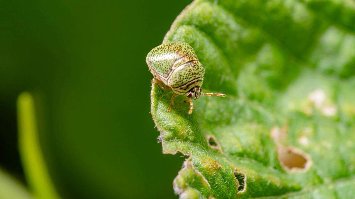  https://www.pexels.com/photo/the-kudzu-bug-megacopta-cribraria-is-a-shield-bug-that-is-native-to-asia-this-insect-receives-its-name-because-its-main-host-plant-is-kudzu-pueraria-montana-fabaceae-however-kudzu-b-15438633/