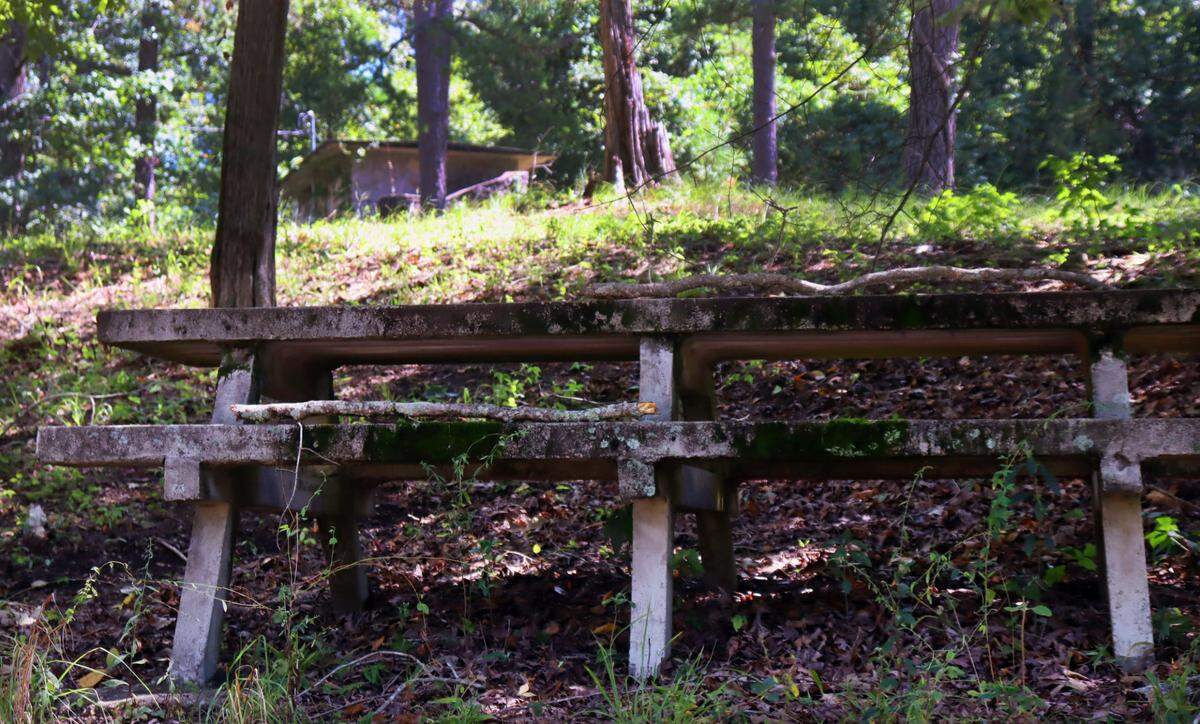 Picnic table benches covered in mold and overgrown weeds at Flat Rock Park. August 2024.
