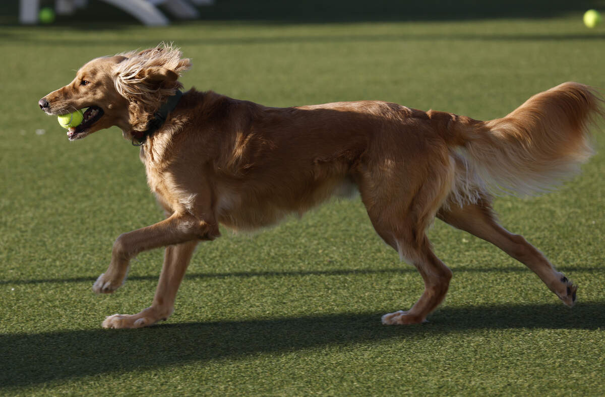 The Yard, operated by Paws Humane Society and described as a dog park and social club, welcomed the community to its soft opening Feb. 27, 2026. Paws is leasing the site previously occupied by Fetch Park, 1432 Fifth Ave., in Columbus.