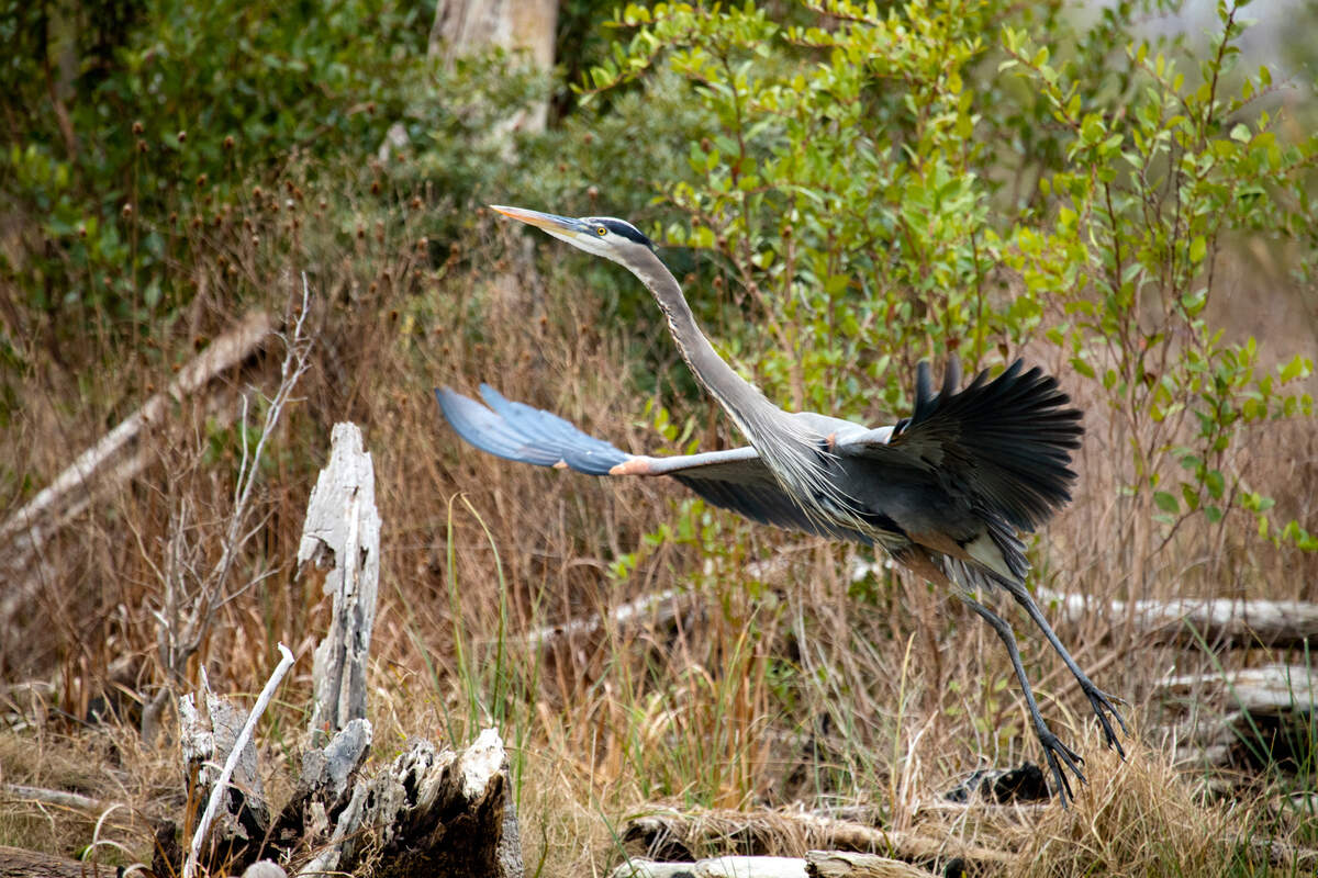 A great blue heron taking flight at the Okefenokee Wildlife Refuge.