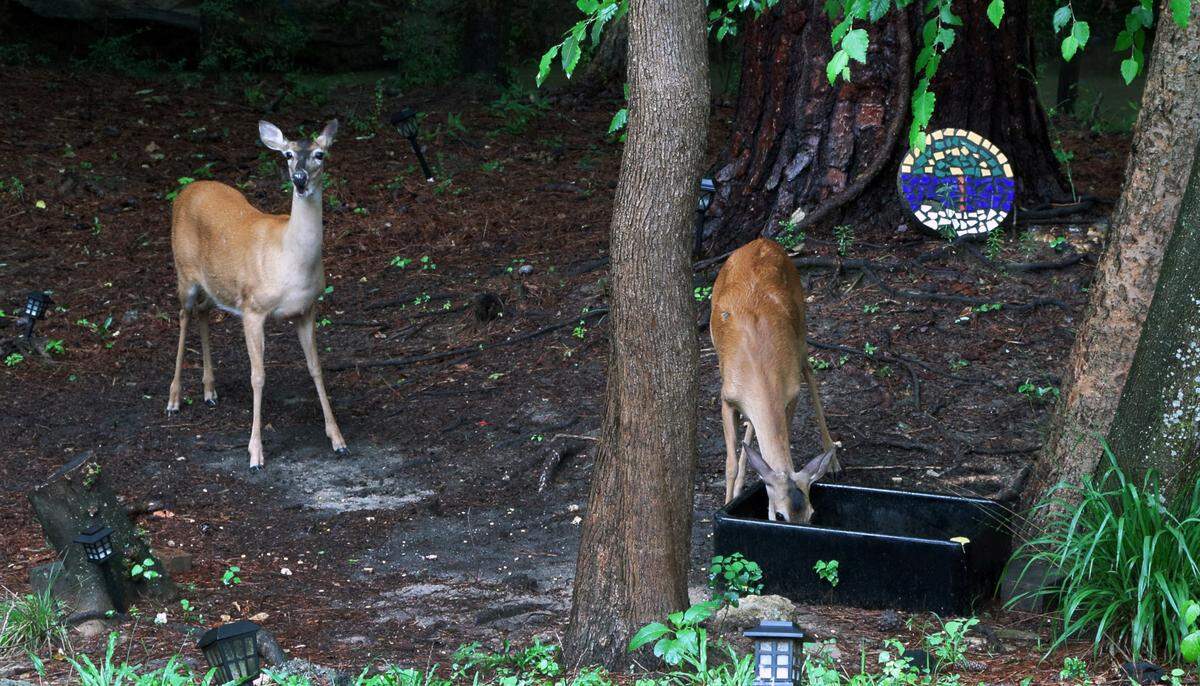 Two deer from that herd that regularly visits Susan Massey’s backyard in Columbus are seen June 19, 2025.