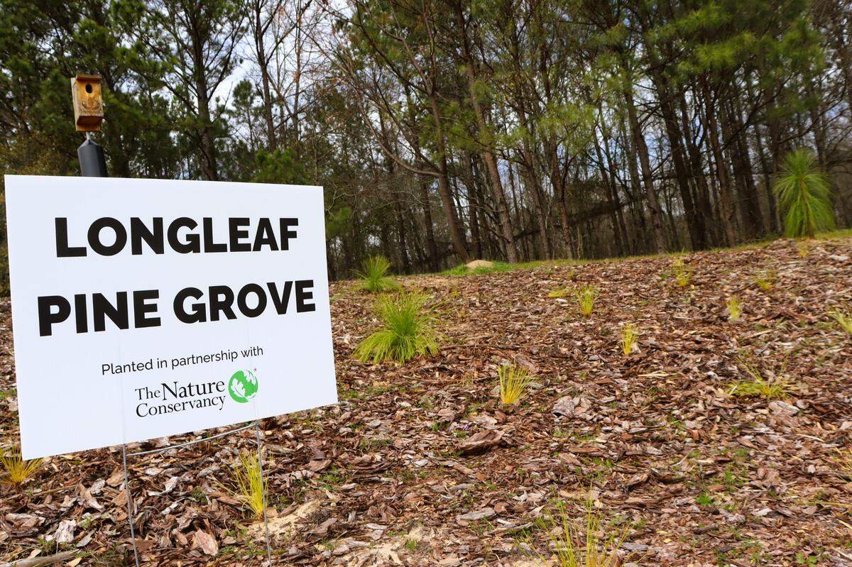 The longleaf pine grove was just added to the Columbus Botanical Garden this year thanks to a partnership with The Nature Conservancy. March 2025