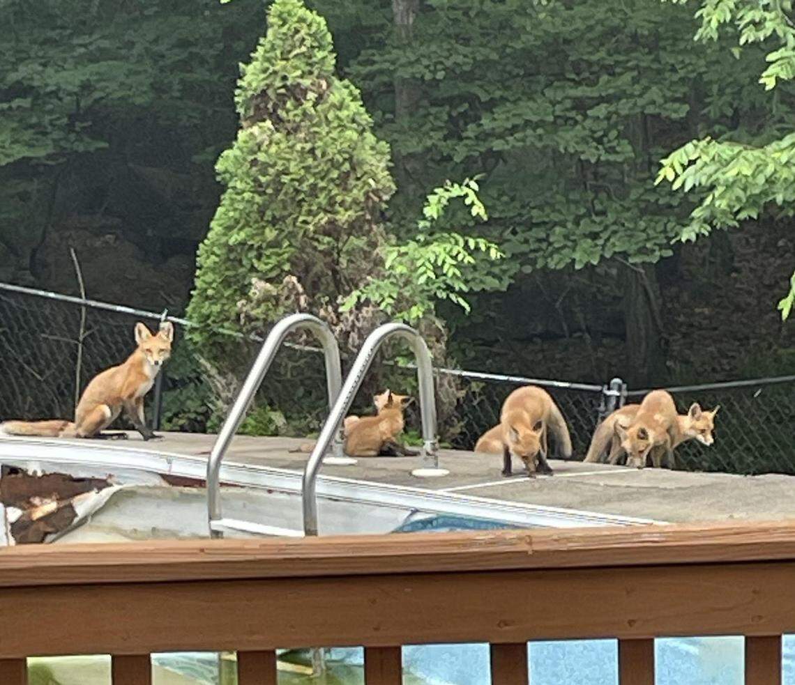 Actual photo of the fox family in this reporter’s neighborhood.