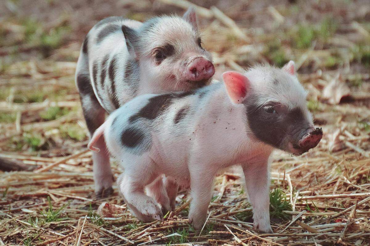 https://www.pexels.com/photo/piglets-on-brown-grass-7265838/