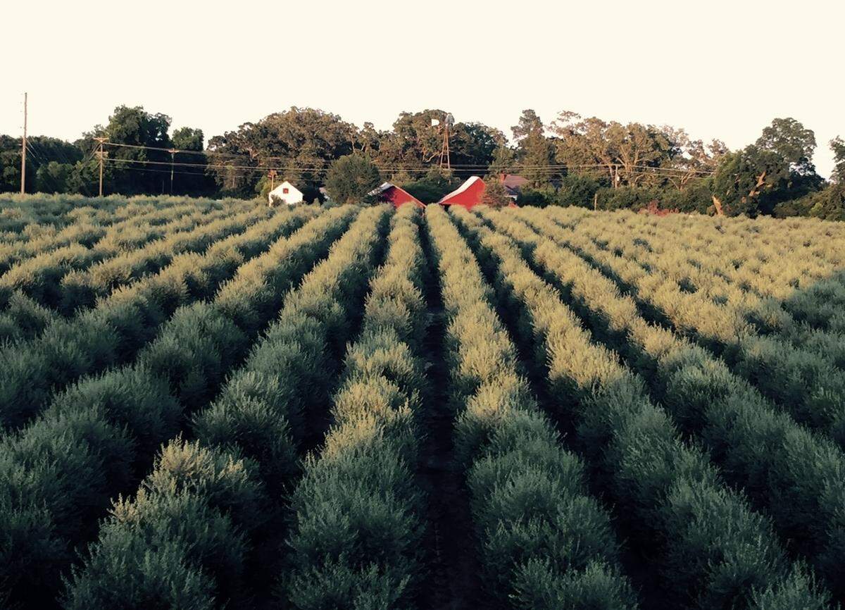 New Era Farm in Americus, Georgia has 20-acres of olive trees. Olive trees were planted as early as 2011.