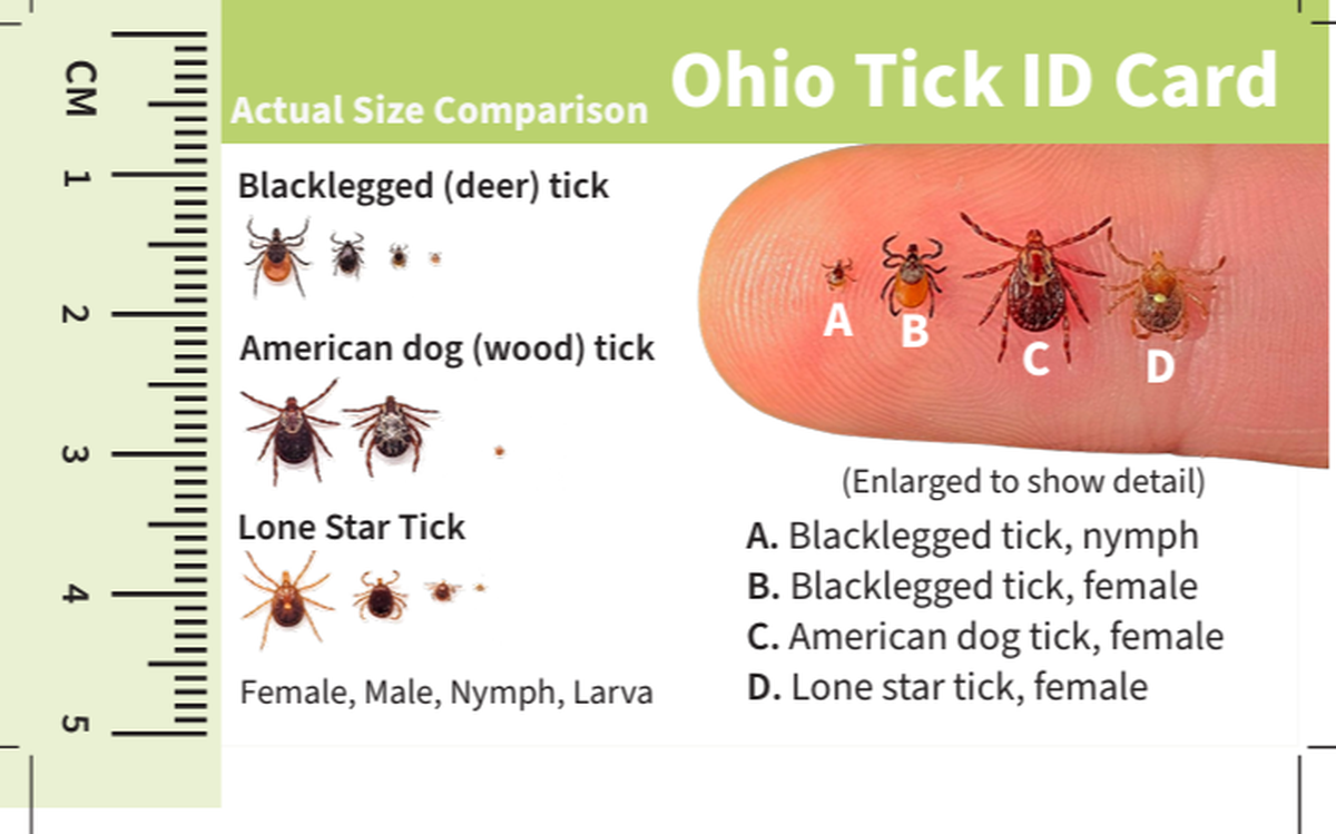 These are actual size comparisons on the Ohio Tick ID Card