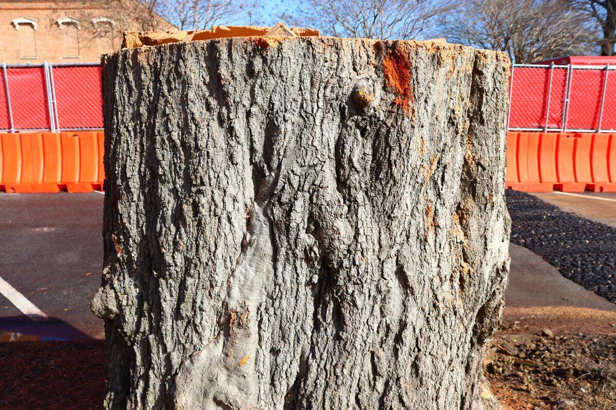 A tree between 10th Street and the sidewalk on the corner of First Avenue was cut down to make way for the new Judicial Center tower. 2/23/27.