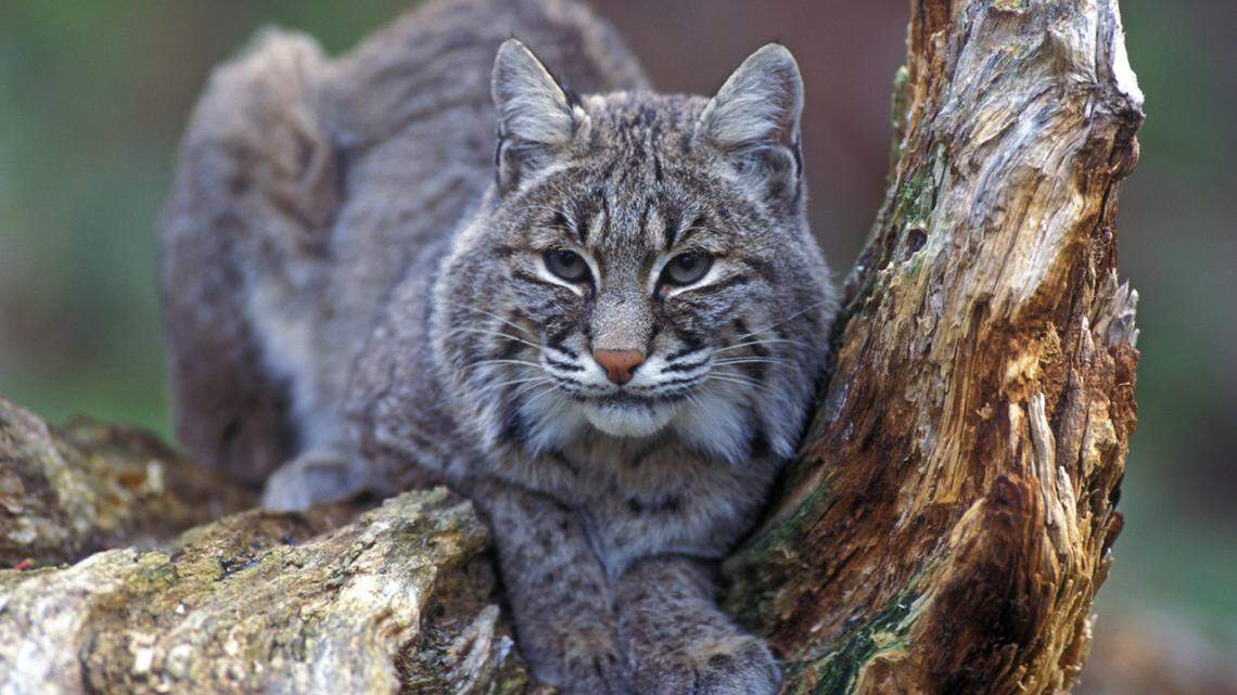A man got in a wrestling match with a Virginia rabid bobcat, and social media can’t stop asking questions