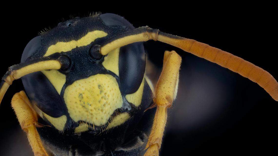 Be careful in your Georgia yard. Bites from these 5 bugs could make you really sick