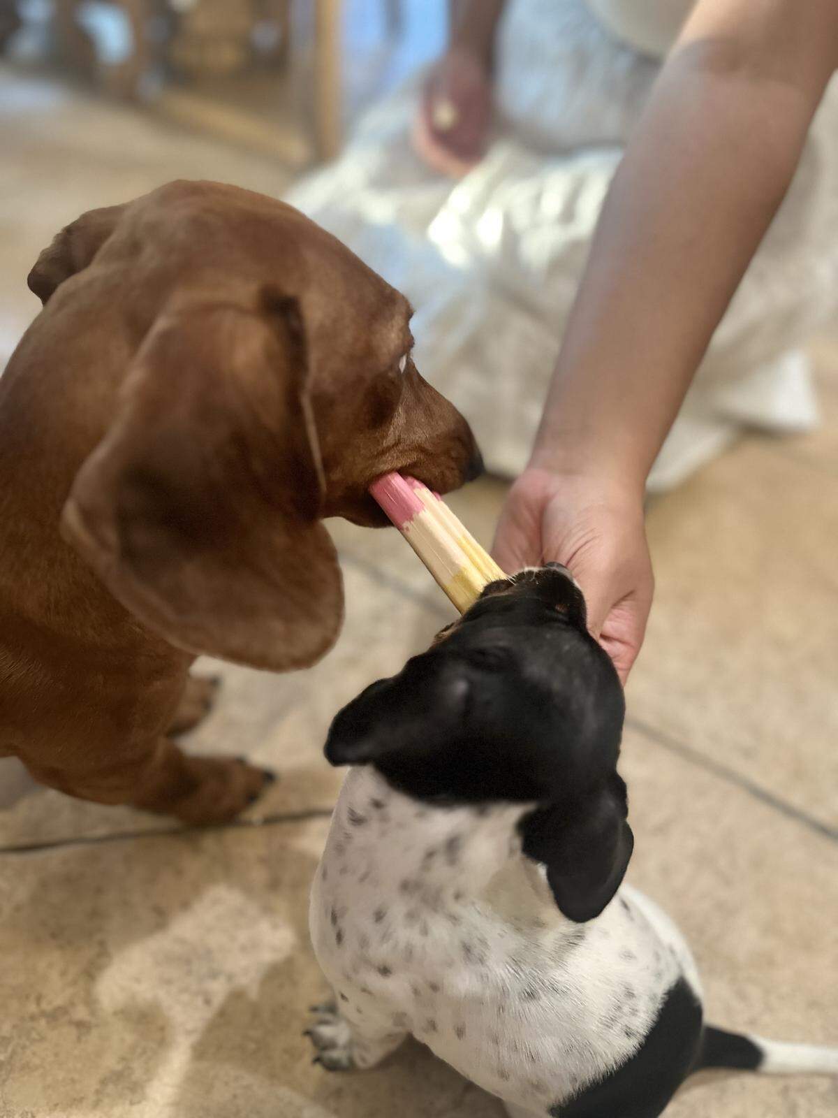 Pickles and Dash are the best of friends and partners in crime. 