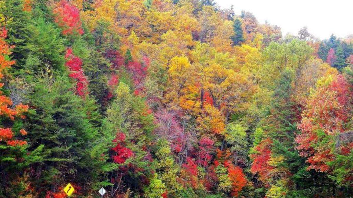 Fall leaf color, from last year, along the Richard B. Russell Scenic Highway (Ga. 348), which begins just outside Helen in White County. The highway, one of Georgia’s prime fall leaf-watching routes, runs through the Chattahoochee National Forest and is part of the Russell-Brasstown Scenic Byway.