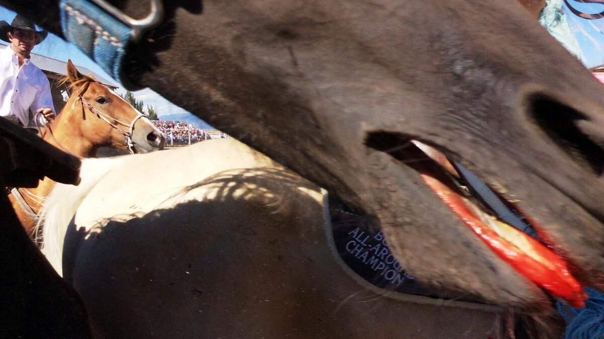 A bronc races by a gate during a Labor Day rodeo out West.
