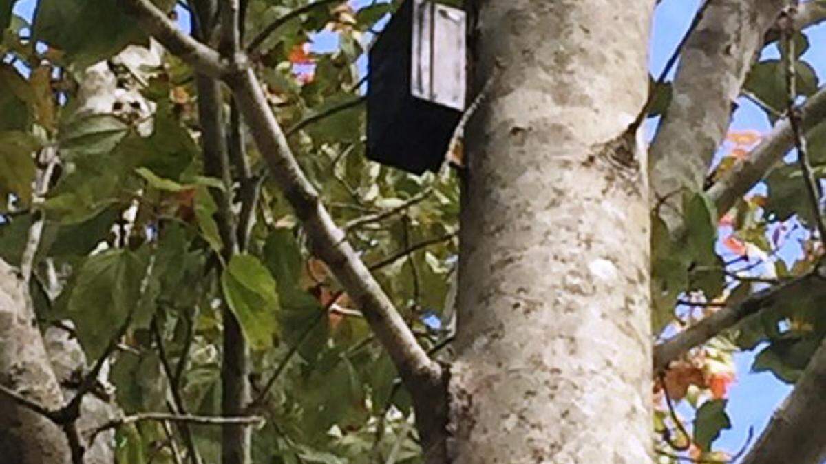 Photo by Curious ReaderThis is one of the 12 Piper boxes that offer information to people on the path.