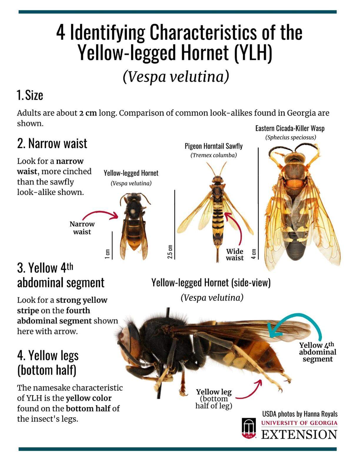 How to identify a yellow-legged hornet (YLH)