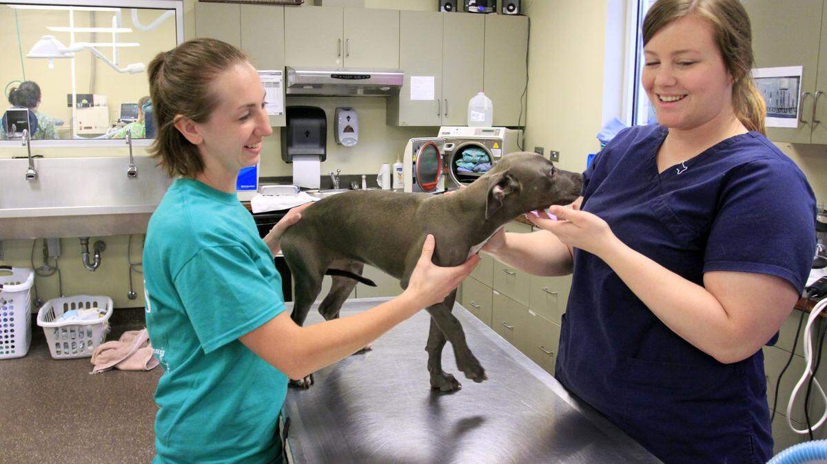 Mike Haskey/mhaskey@ledger-enquirer.comAshley Colclough, left, and Katie Jaramillo, both veterinary technicians at PAWS Humane, spend time with Lavender, one of the shelter dogs at the facility.