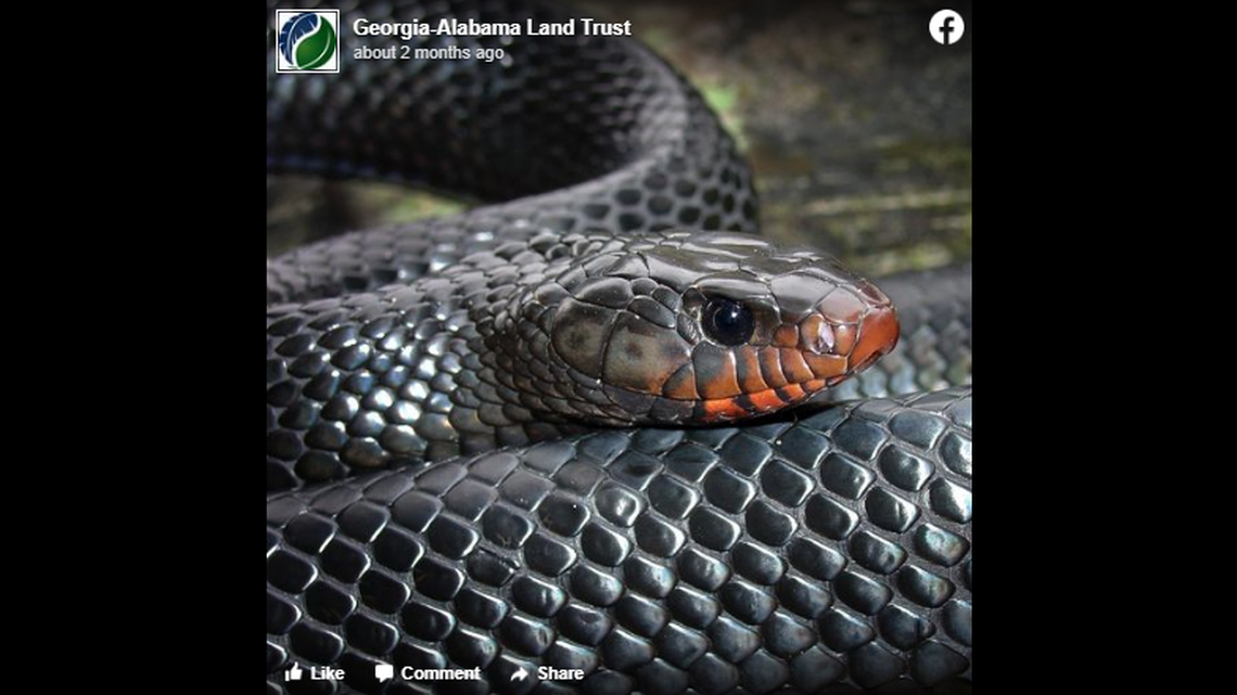 This is an example of the eastern indigo snake, a species that was eradicated in Alabama. It is the longest native snake in the United States.
